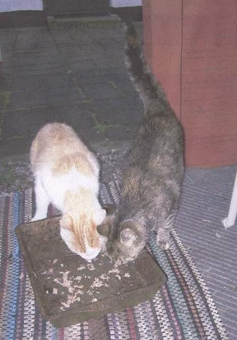 Blanding af racer Tyson. billede 4