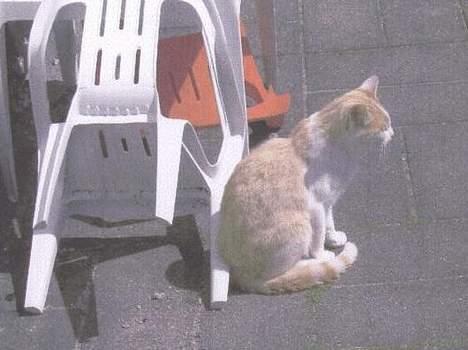 Blanding af racer Tyson. billede 5