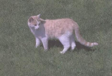 Blanding af racer Tyson. billede 6