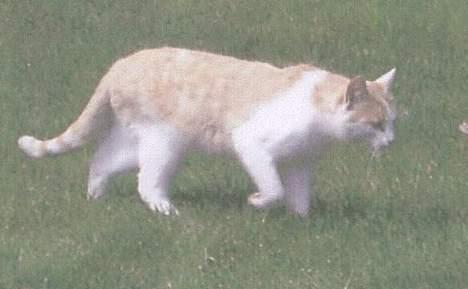 Blanding af racer Tyson. billede 7