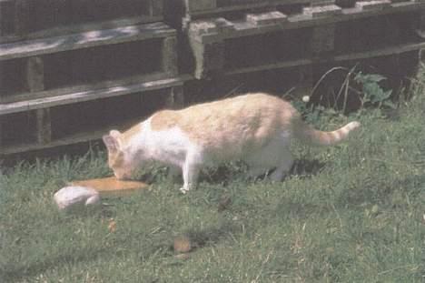 Blanding af racer Tyson. billede 8