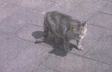 Blanding af racer Gråmis. - hvad var det jeg hørte.. billede 2