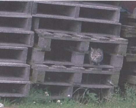Blanding af racer Gråmis. - Er her nogen...? billede 3