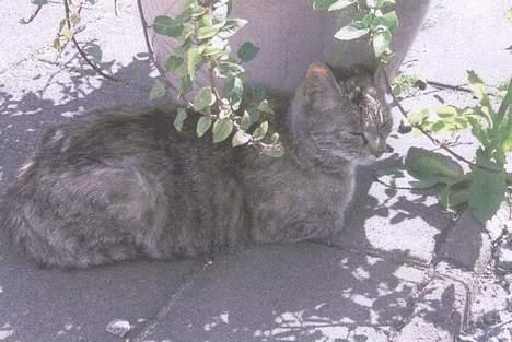 Blanding af racer Gråmis. billede 4