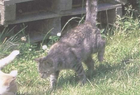 Blanding af racer Gråmis. billede 5