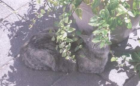 Blanding af racer Gråmis. billede 6