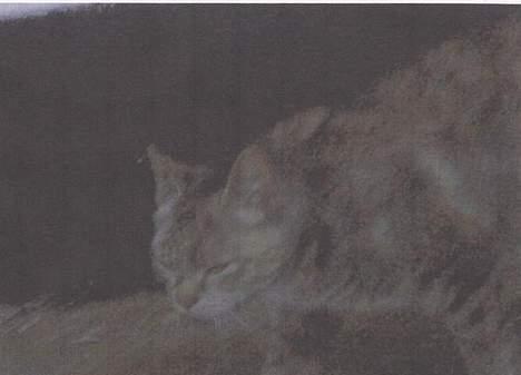 Blanding af racer Gråmis. billede 7