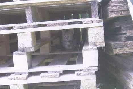 Blanding af racer Gråmis. billede 8