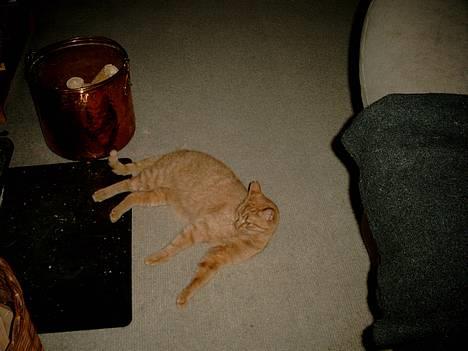 Blanding af racer Valde - Der er varmt her ved ovnen :) billede 2