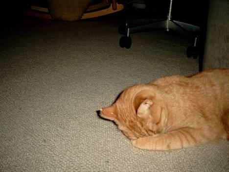 Blanding af racer Valde - NUttssi.... billede 3