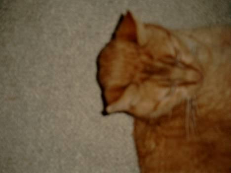 Blanding af racer Valde - Øhh... hej... billede 4