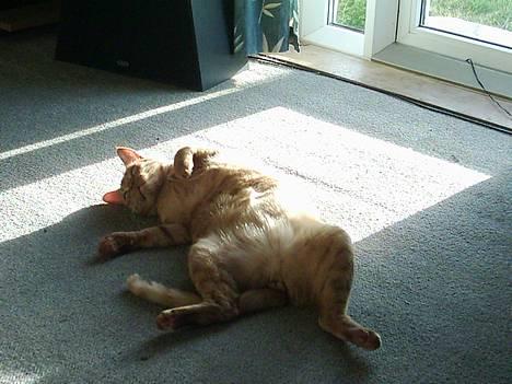 Blanding af racer Samir billede 2