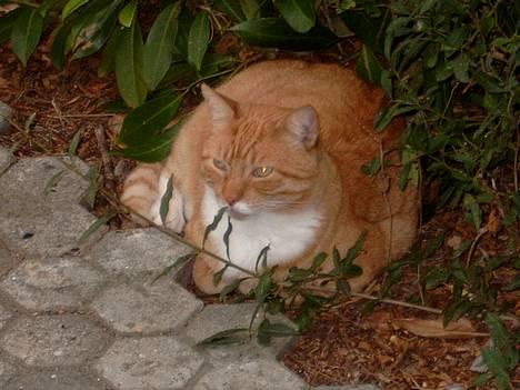 Blanding af racer Scarlett - Et svagligt øjeblik, i den varme sommer-periode billede 1