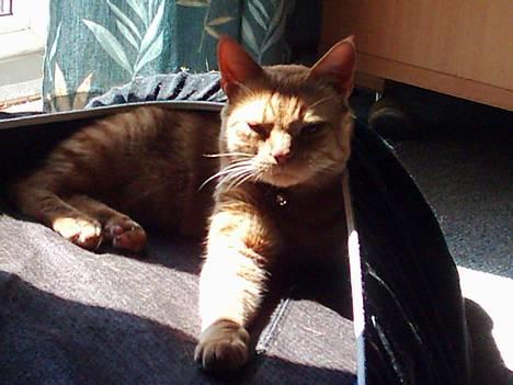 Blanding af racer Samir billede 3