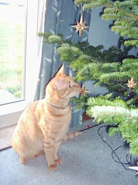 Blanding af racer Samir billede 4