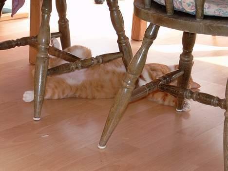 Blanding af racer Scarlett - Hot day  i udestuen billede 2