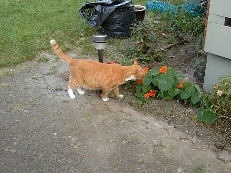 Blanding af racer Scarlett - "mmm, det dufter godt" billede 3