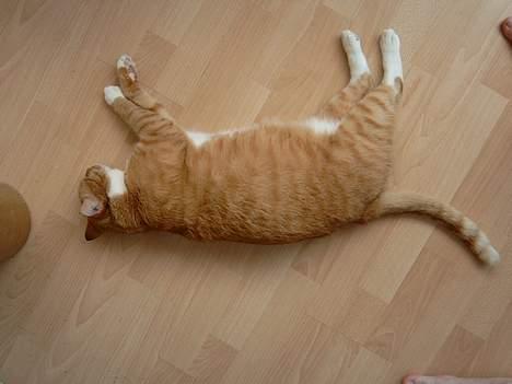 Blanding af racer Scarlett - Meget stort forsøg på ikke at røre sig - ingen dyr kom til skade under forsøget (tror det er et medfødt talent han har!) billede 4