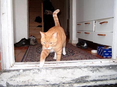 Blanding af racer Scarlett - På vej ud  for at finde et godt slumre-sted billede 5