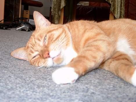 Blanding af racer Scarlett - Bare en doven kat i stuen billede 6