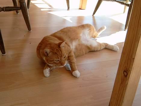 Blanding af racer Scarlett - Sådan fandt jeg ham her i dag, liggende på ryggen i udestuen billede 7