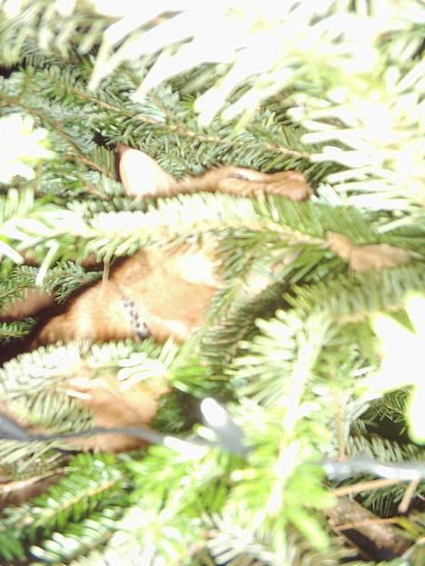 Blanding af racer Samir billede 5