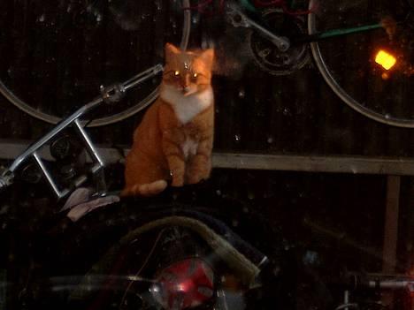 Blanding af racer Scarlett - Hmm... der er vist lidt born to be wild her... han sidder på nogle underlag, jeg har lagt på min knallert billede 8