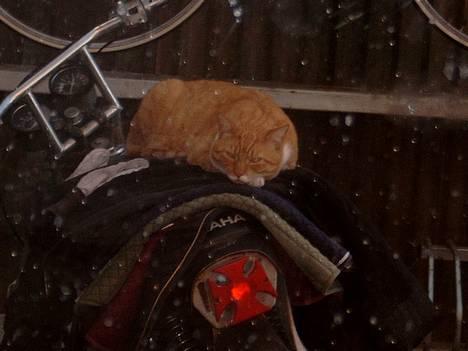 Blanding af racer Scarlett - Her er et til, hvor han så bare ligger ned billede 9