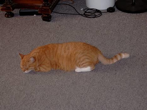 Blanding af racer Scarlett - min kat, i en.. sys jeg nuser stilling:) billede 10