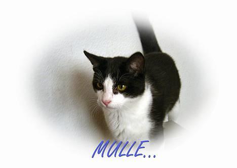 Blanding af racer Mulle  - Har selv lavet designet=O) billede 1