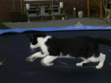 Blanding af racer Mulle  - "HAR DEN=D" Ved godt det er lidt utydeligt(noget af det) men sys alligevel at det er godt! billede 2