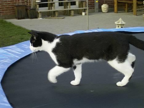 Blanding af racer Mulle  - "Så tager vi den helt med ro......."  billede 3