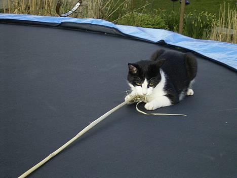 Blanding af racer Mulle  - "Gnaske, gnaske, gnaske, det smager godt uhm" billede 4