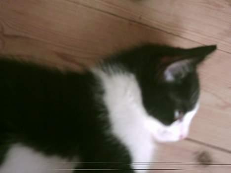 Blanding af racer Mulle  - Musen løb den vej! billede 5