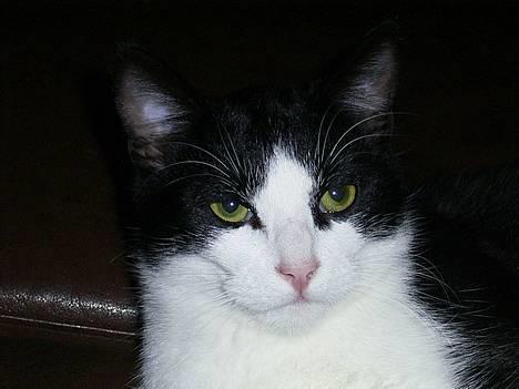 Blanding af racer Mulle  - Fjollede Mulle billede 6