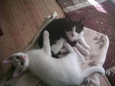 Blanding af racer Mulle  - Se ER vi ikke søde??? Den hvide er min Bror Mischa billede 7