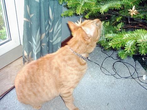 Blanding af racer Samir billede 6