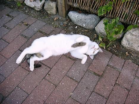 Blanding af racer Emil - flotte mig igen...synes i ikk billede 2