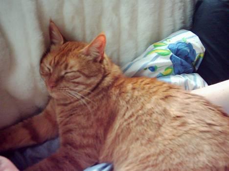 Blanding af racer Samir billede 7