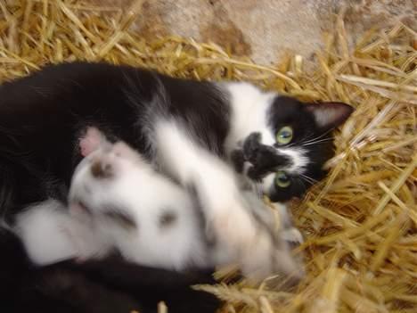 Blanding af racer A - A og hendes killinger billede 5