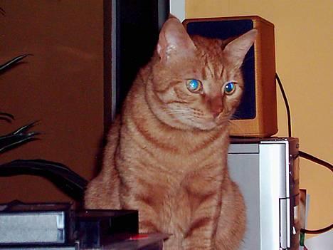 Blanding af racer Samir billede 9