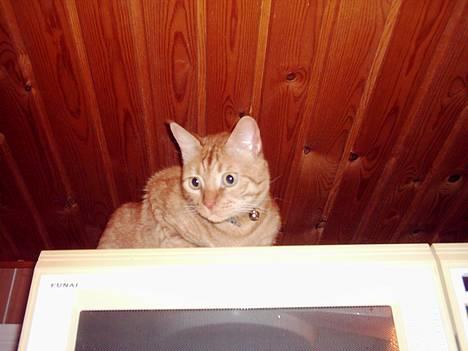 Blanding af racer Samir billede 10