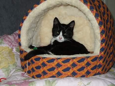 Blanding af racer thoulose billede 1