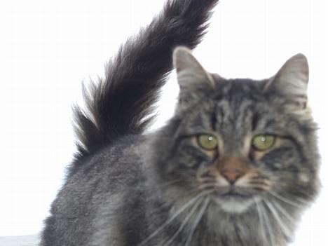 Blanding af racer Felix billede 1