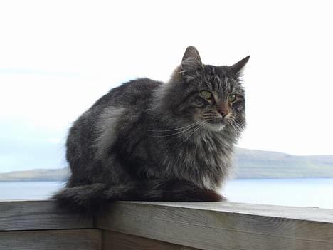 Blanding af racer Felix billede 2