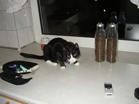 Blanding af racer thoulose - Roder lige i tasken... måske er der noget til mig? billede 2