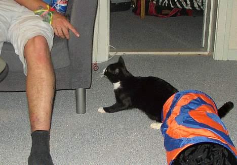 Blanding af racer thoulose - Jeg kommer og fanger dig! billede 3