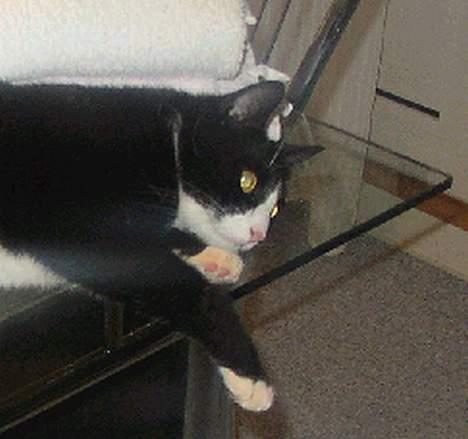 Blanding af racer thoulose - Det er hårdt at lege så det er lige tid til en lille slapper.. billede 4