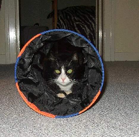 Blanding af racer thoulose - Leger i sin lille tunnel... fedt legetøj til katte billede 6