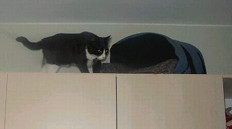 Blanding af racer thoulose - sover i hulen på skabet... fedt udsyn! billede 7